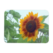 Solros i Bleken Blå himmel —