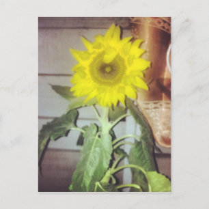 #Solros i blomning Vykort