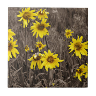 Solros i det steniga berg kakelplatta