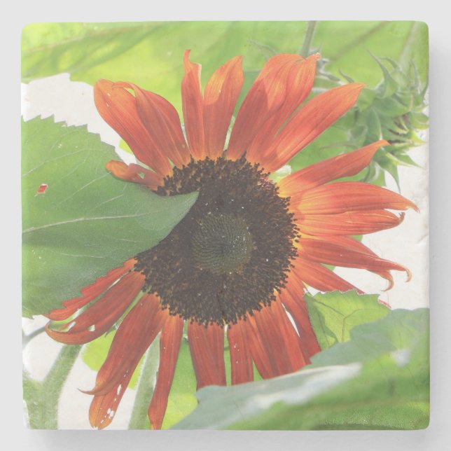 Solros i eftermiddag underlägg sten (Framsidan)