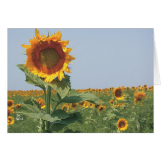 Solros i fält i solblommor OBS kort