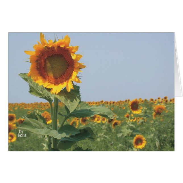 Solros i fält i solblommor OBS kort (Framsidan Horizontal)
