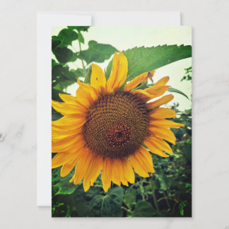 Solros i Garden Blank Greeting Card