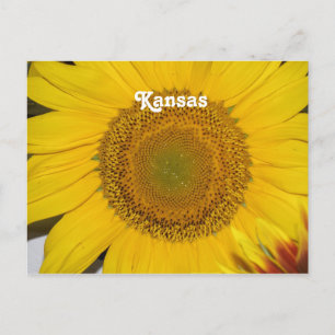Solros i Kansas Vykort