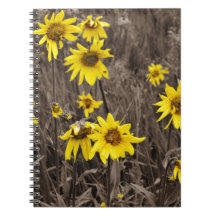 Solros i Rocky Mountain