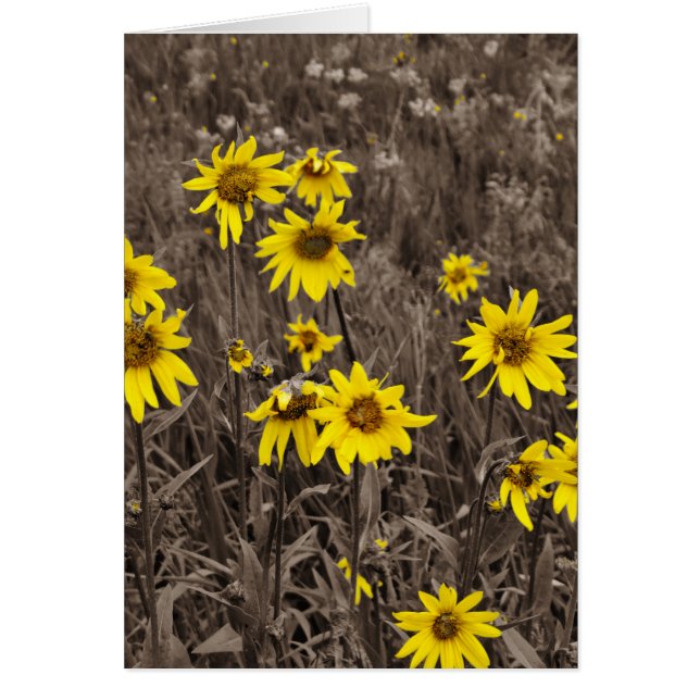 Solros i Rocky Mountain Hälsningskort (Framsidan)