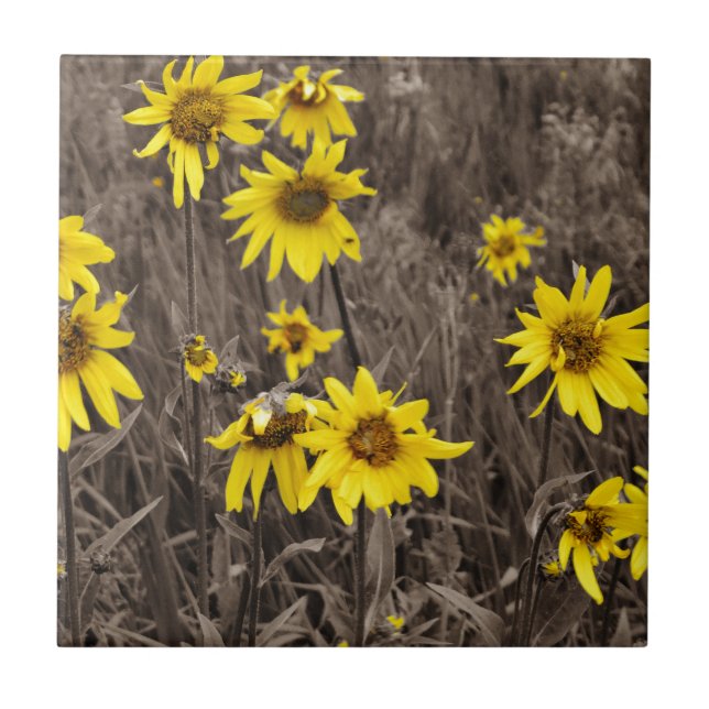 Solros i Rocky Mountain Kakelplatta (Framsidan)