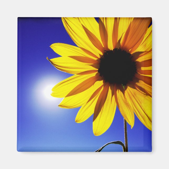 Solros i Sol Magnet (Framsidan)