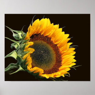 Solros i solsken poster