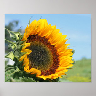 Solros i solsken poster