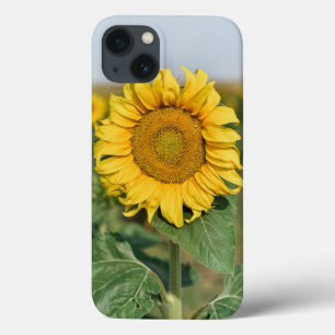 Solros iPhone 13 Fodral
