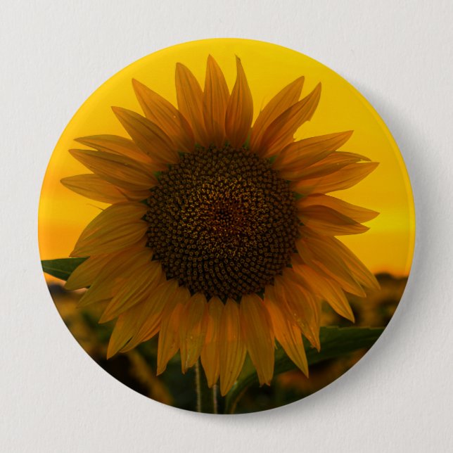 Solros 🌻  knapp (Framsida)
