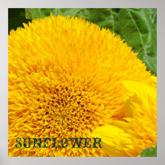 Solros konsttryck Dekorativa blommor blommor Poster