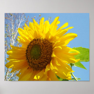 Solros konsttryck Fotografi Realism Botanisk Poster
