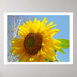 Solros konsttryck Ljus Sommar Gul Blommig Poster