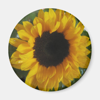Solros Magnet