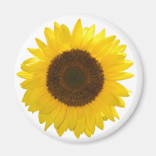 Solros Magnet