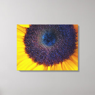 Solros med Blue Center Closeup Canvas Art