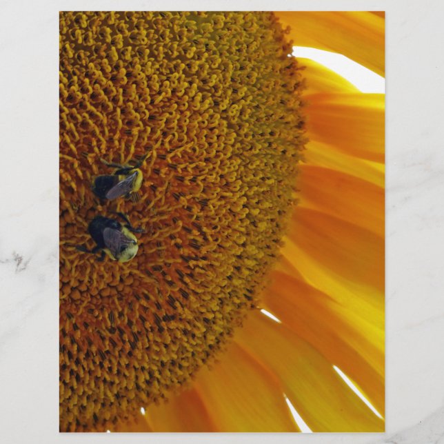Solros med Bumblebees (Framsida)