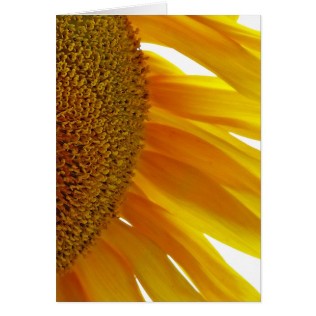 Solros med Bumblebees Hälsningskort (Framsidan)