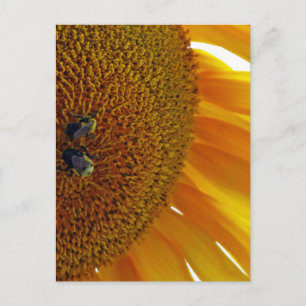 Solros med Bumblebees Vykort