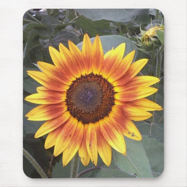 Solros Mousepad Musmatta (Framsidan)