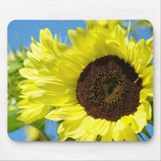 Solros Musmatta Gul Sol Blomma Mus Pad