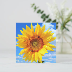 Solros- och bikort kort