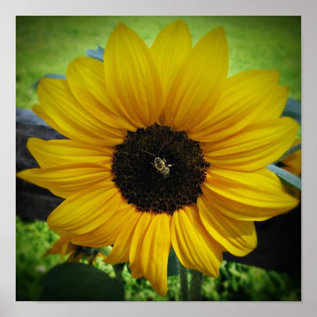 Solros och bin Poster konst (Framsidan)