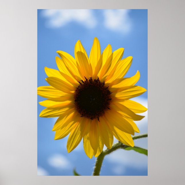 Solros och Blå himmel poster (Framsidan)