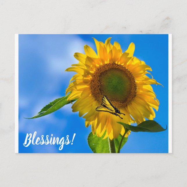 Solros och fjäril vykort (Framsida)