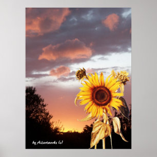 SOLROS OCH ROSA SOMMAR SOLNEDGÅNG POSTER