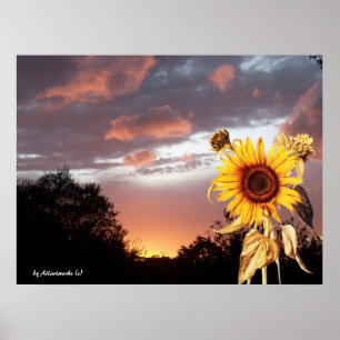 SOLROS OCH ROSA SOMMAR SOLNEDGÅNG POSTER