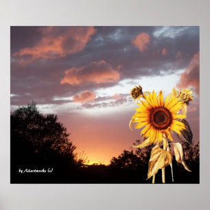 SOLROS OCH ROSA SOMMAR SOLNEDGÅNG POSTER