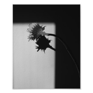 Solros och skugga - svart och vitt foto