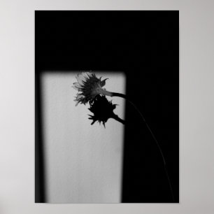 Solros och skugga - svart och vitt foto poster