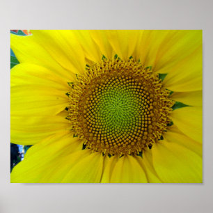 Solros och utsäde, Spiral, gyllene ratio Poster