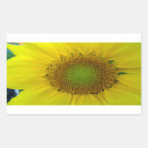 Solros och utsäde, Spiral, gyllene ratio