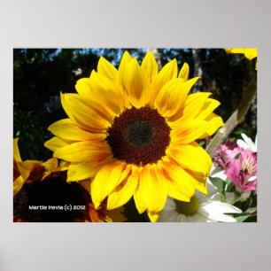 Solros och vänner Bouquet Poster