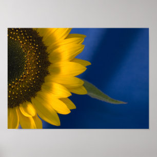 Solros på blå poster