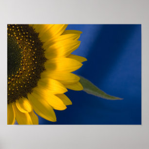 Solros på Blått Poster