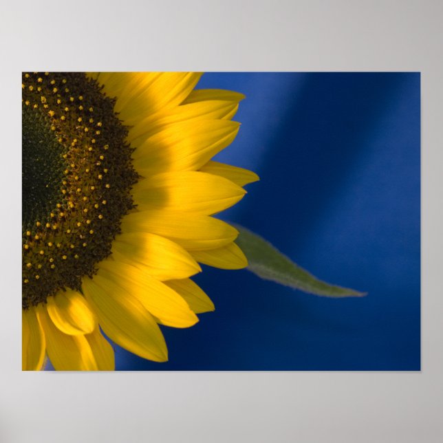 Solros på Blått Poster (Framsidan)