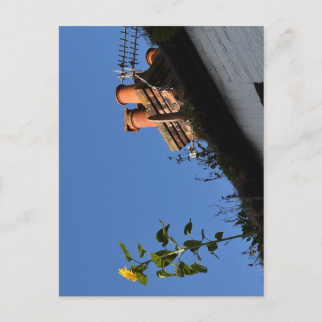 Solros på taket. vykort (Framsida)