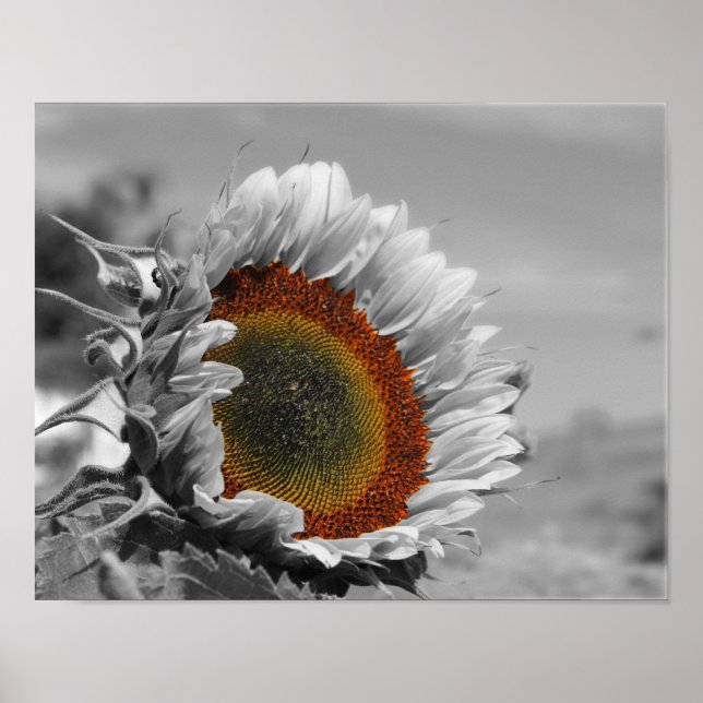 Solros Partial Färg Flower Poster (Framsidan)