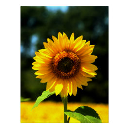 Solros Perfect Poster