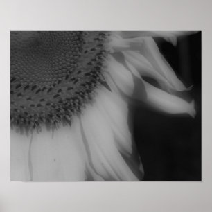 Solros Petals Close Up Black White Photo Print Poster