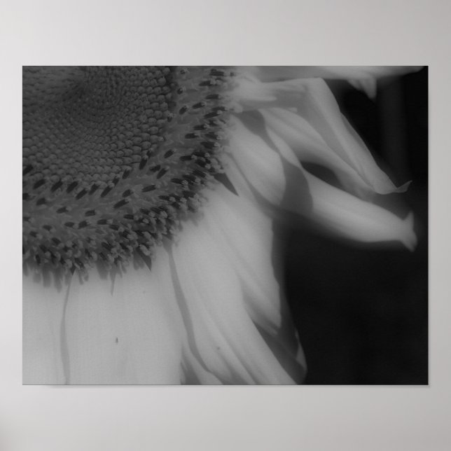 Solros Petals Close Up Black White Photo Print Poster (Framsidan)