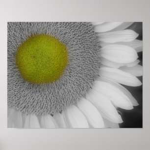 Solros Petals Partial Färg Poster
