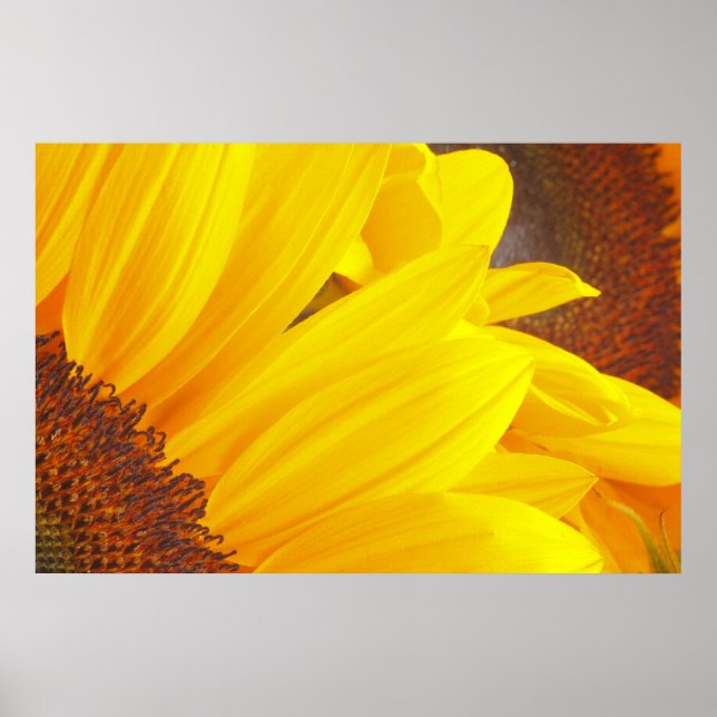 Solros Petals Poster (Framsidan)