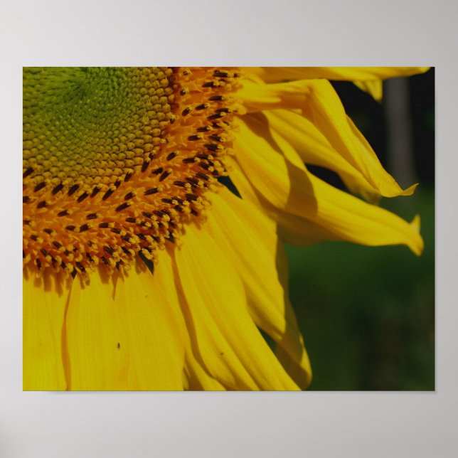 Solros Petals uppåt slut Poster (Framsidan)